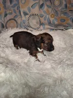 Sweet Pea, a female Miniature Dachshund for sale in Fair Play, SC – 3 of 9