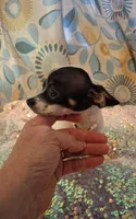 Pixie, a female Chihuahua for sale in Fair Play, SC – 8 of 9