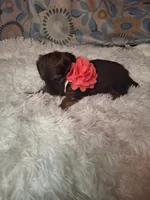 Padgett, a female Miniature Dachshund for sale in Fair Play, SC – 6 of 6