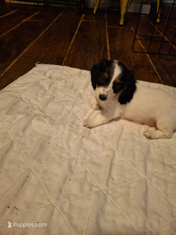 Annie – Miniature Dachshund puppy for sale in Fair Play, SC