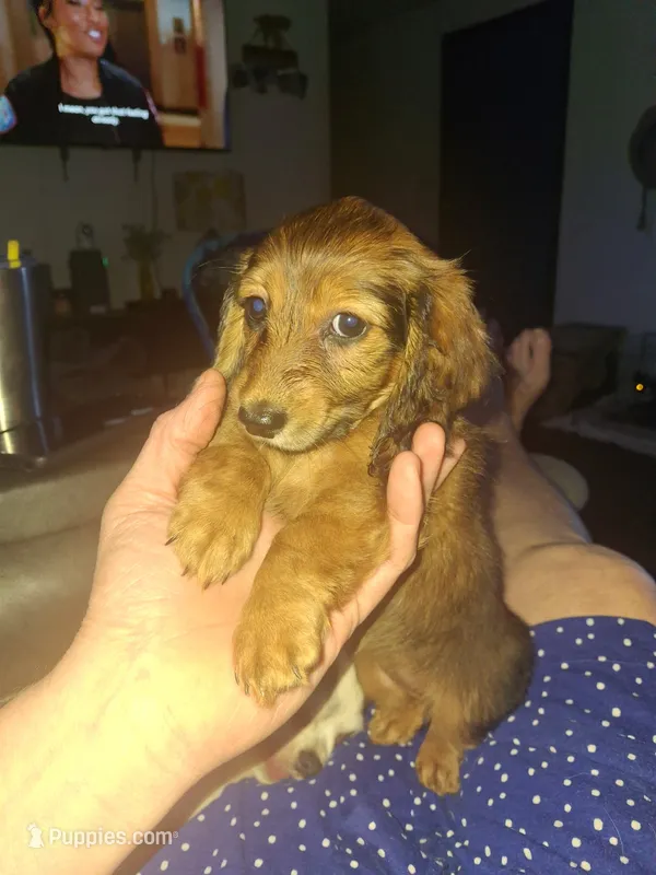 Long-haired Padgett (AKC/CKC) – Miniature Dachshund puppy for sale in Fair Play, SC