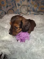 Sassy, a female Miniature Dachshund for sale in Fair Play, SC – 3 of 10