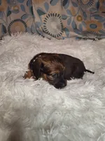 Sweet Pea, a female Miniature Dachshund for sale in Fair Play, SC – 8 of 9