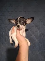 Pixie, a female Chihuahua for sale in Fair Play, SC – 2 of 9