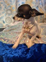 Pixie, a female Chihuahua for sale in Fair Play, SC – 7 of 9