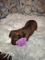 Sassy, a female Miniature Dachshund for sale in Fair Play, SC – 8 of 10