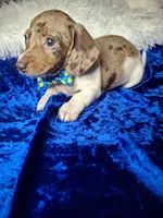 Speckled Bean, a male Miniature Dachshund for sale in Fair Play, SC – 2 of 7