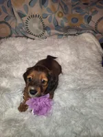 Sassy, a female Miniature Dachshund for sale in Fair Play, SC – 6 of 10