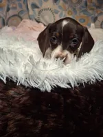 Saphire, a female Miniature Dachshund for sale in Fair Play, SC – 10 of 10