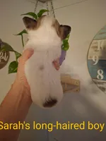Puppy 3, a male Chihuahua for sale in Fair Play, SC – 2 of 7