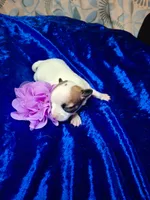 Pinta, a female Chihuahua for sale in Fair Play, SC – 1 of 4