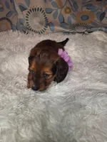Sassy, a female Miniature Dachshund for sale in Fair Play, SC – 7 of 10