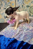 Pixie, a female Chihuahua for sale in Fair Play, SC – 2 of 9
