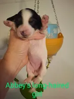 Annie, a female Miniature Dachshund for sale in Fair Play, SC – 4 of 4