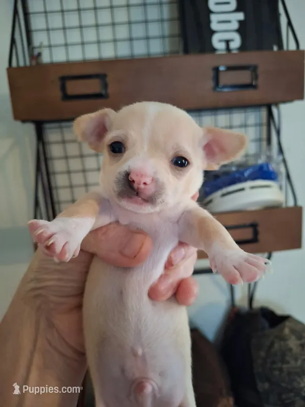 Boy 1 – Chihuahua puppy for sale in Fair Play, SC