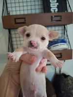 Mouse, a male Chihuahua for sale in Fair Play, SC – 1 of 1