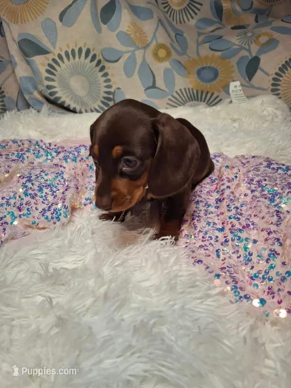 Truffles  – Miniature Dachshund puppy for sale in Fair Play, SC