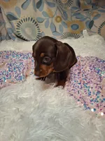 Truffles , a female Miniature Dachshund for sale in Fair Play, SC – 1 of 7