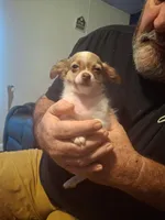 Sammy, a male Chihuahua for sale in Fair Play, SC – 4 of 10