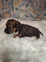 Sweet Pea, a female Miniature Dachshund for sale in Fair Play, SC – 2 of 9