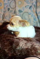 Sammy, a male Chihuahua for sale in Fair Play, SC – 7 of 10