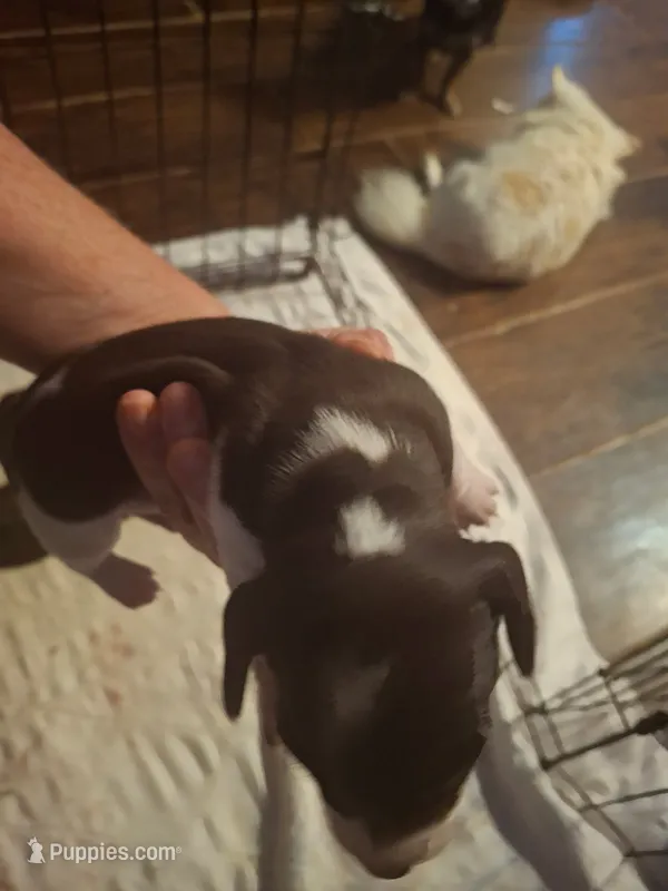 Rosie's 1 – Miniature Dachshund puppy for sale in Fair Play, SC