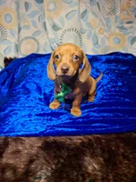 Red Foxx, a male Miniature Dachshund for sale in Fair Play, SC – 4 of 10