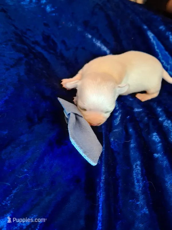 Binno – Chihuahua puppy for sale in Fair Play, SC
