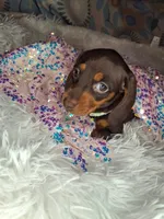 Truffles , a female Miniature Dachshund for sale in Fair Play, SC – 7 of 7