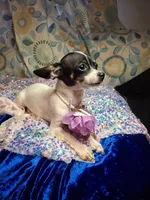 Pixie, a female Chihuahua for sale in Fair Play, SC – 6 of 9
