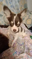Ruthie , a female Chihuahua for sale in Fair Play, SC – 2 of 9