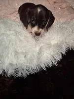 Saphire, a female Miniature Dachshund for sale in Fair Play, SC – 7 of 10