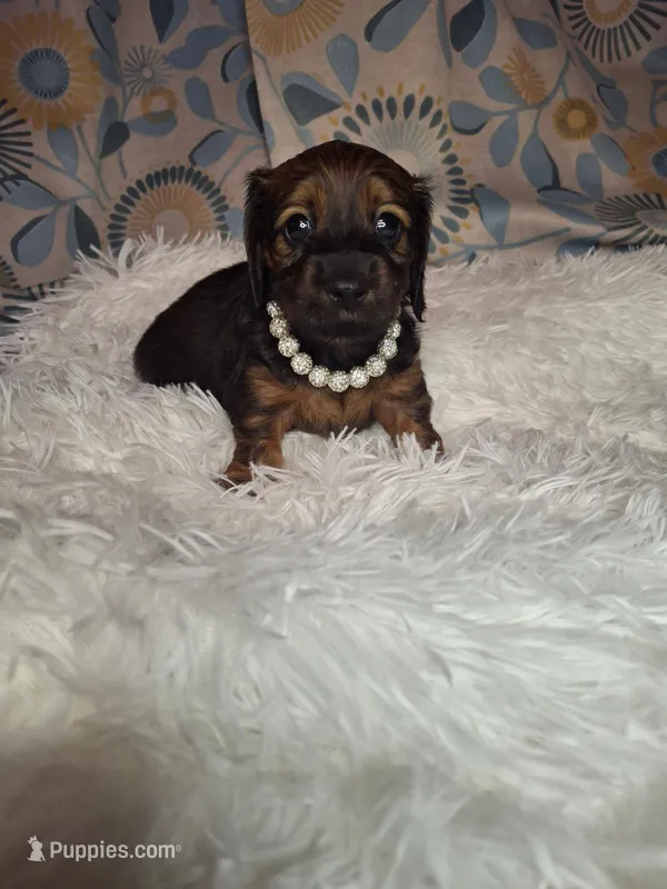 Sweet Pea – Miniature Dachshund puppy for sale in Fair Play, SC
