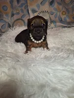 Sweet Pea, a female Miniature Dachshund for sale in Fair Play, SC – 1 of 9
