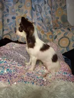Ruthie , a female Chihuahua for sale in Fair Play, SC – 5 of 9