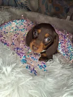Truffles , a female Miniature Dachshund for sale in Fair Play, SC – 4 of 7