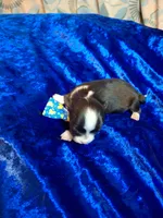 Tuxon, a male Chihuahua for sale in Fair Play, SC – 2 of 3