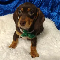 Tippy CKC, a male Miniature Dachshund for sale in Fair Play, SC – Photo 1 of 7