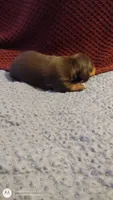 Boy 4 CKC, a male Miniature Dachshund for sale in Fair Play, SC – Photo 2 of 4