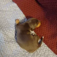 Tippy CKC, a male Miniature Dachshund for sale in Fair Play, SC – Photo 6 of 7