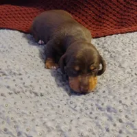 Tippy CKC, a male Miniature Dachshund for sale in Fair Play, SC – Photo 7 of 7