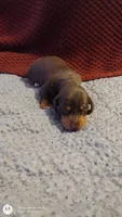 Boy 4 CKC, a male Miniature Dachshund for sale in Fair Play, SC – Photo 4 of 4