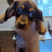 Tippy CKC, a male Miniature Dachshund for sale in Fair Play, SC – Photo 5 of 7