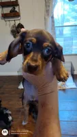 Tippy, a male Miniature Dachshund for sale in Fair Play, SC – Photo 1 of 8