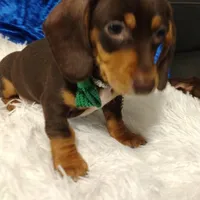 Tippy CKC, a male Miniature Dachshund for sale in Fair Play, SC – Photo 2 of 7
