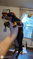 Tippy, a male Miniature Dachshund for sale in Fair Play, SC – Photo 3 of 8
