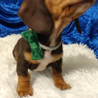 Tippy CKC, a male Miniature Dachshund for sale in Fair Play, SC – Photo 4 of 7