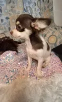 Ruthie , a female Chihuahua for sale in Fair Play, SC – 8 of 9