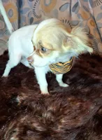 Sammy, a male Chihuahua for sale in Fair Play, SC – 5 of 10