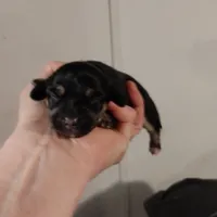 Onyx , a female Chiweenie for sale in Fair Play, SC – Photo 2 of 2